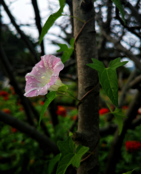 打碗花