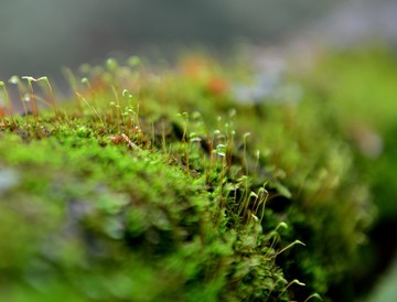 苔藓植物