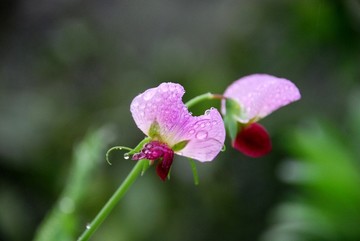 豆花