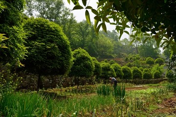 桂花树