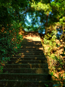 山间林荫小道