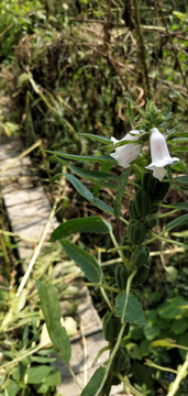 芝麻开花