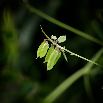 豆荚