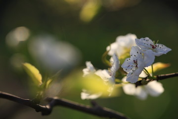 逆光梨花