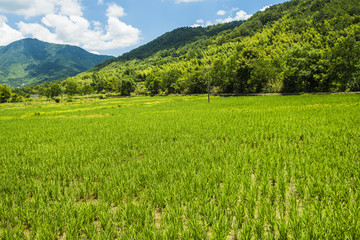 绿色的稻田