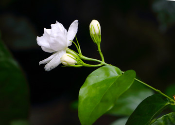 一朵茉莉花