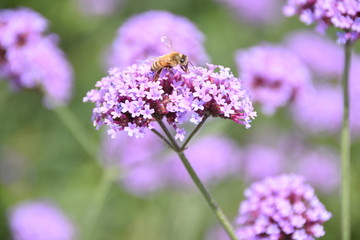 蜜蜂采花