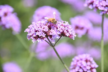 蜜蜂采蜜