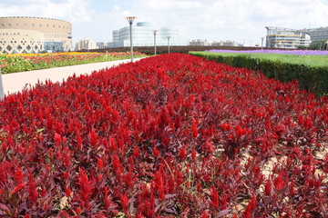 鲜花城市