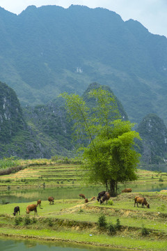 风景