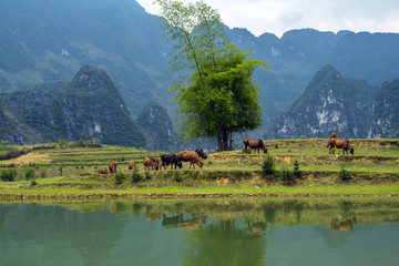 风景