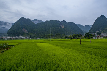 绿色田野