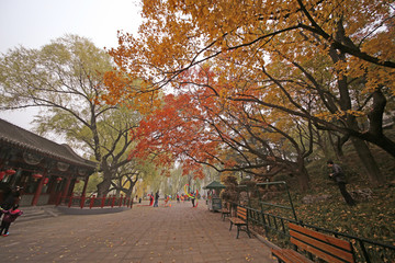 紫竹院公园的秋天