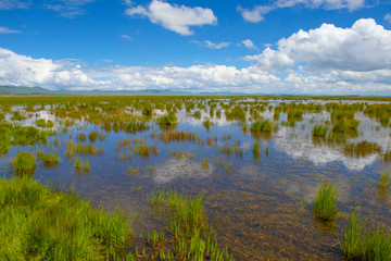 阿坝州若尔盖大草原花湖湿地公园
