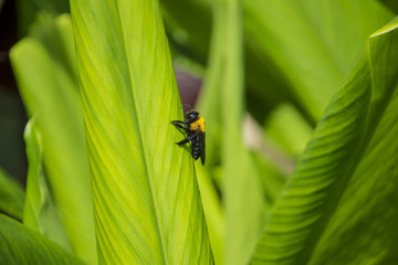 蜜蜂和绿叶