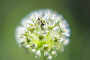 一团白花