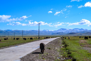 高原公路