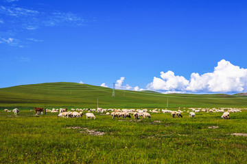 草原牧场羊群