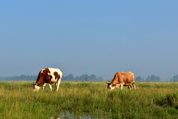 牧场上的牛群