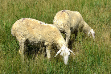 两只绵羊