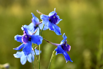 鸽子花高清图