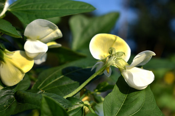 长豆角花