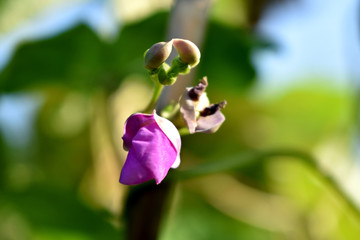 豆角花素材