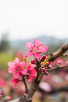 盛开的桃花