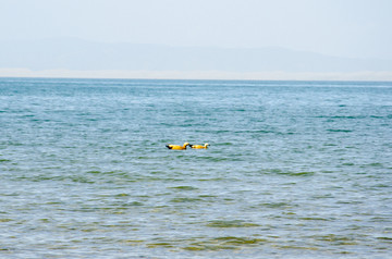 青海湖的鸭子情侣