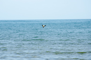 青海湖的鸟