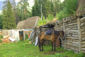新疆白哈巴村的马