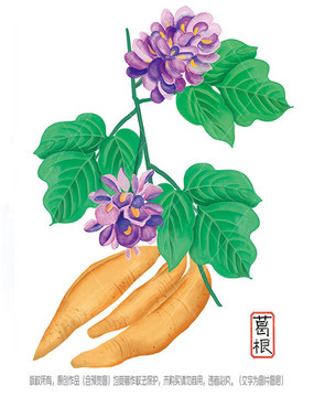 葛根花卉手繪圖片PSD