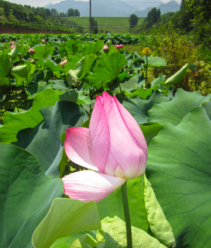 莲蓬花近距离特写