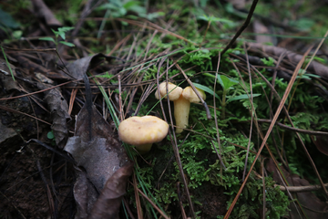 雞油菌