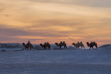冬日骆驼