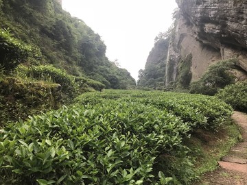 茶山