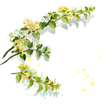 中藥金銀花三枝
