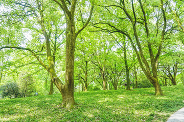 綠樹林草地