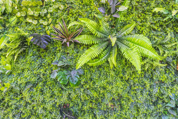 绿叶植物墙