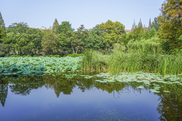 阳光草地绿树林