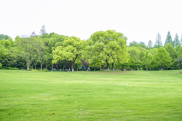 阳光草地绿树林