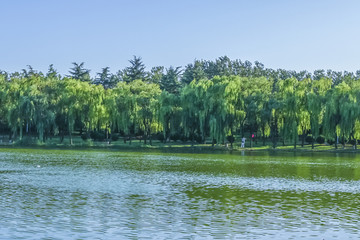 公园湖泊绿树林
