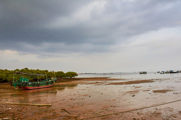 特呈岛红树林