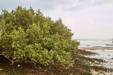 特呈岛红树林