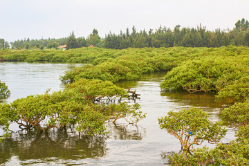 红树林