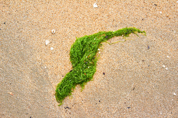 沙滩上的海藻