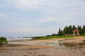 特呈岛红树林