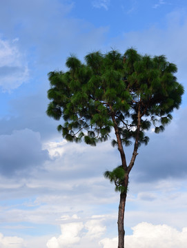 一棵松树