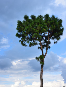 一棵松树