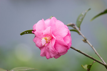 一株山茶花